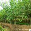 烏桕樹苗 基地苗圃直銷 價格優惠 貨源充足現貨園林綠化苗木烏桕
