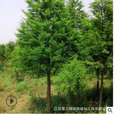 批發(fā)樸樹樹苗 基地直供 綠化苗木工程綠化苗基地 規(guī)格全
