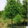 批發樸樹樹苗 基地直供 綠化苗木工程綠化苗基地 規格全