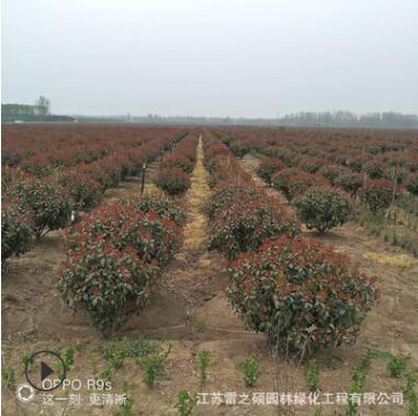 基地直銷紅葉石楠球 工程綠化花木 紅葉石楠 規(guī)格齊全