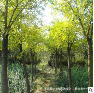 青桐樹苗 梧桐樹 工程綠化苗木 庭院種植