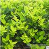 金森女貞小苗 規格全 金森女貞床苗 觀葉植物 工程綠化小苗