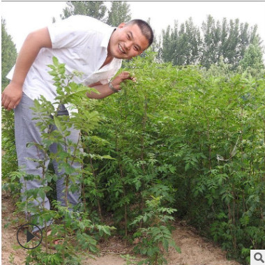 什么季節種植花椒苗成活率高農戶直銷量大協助找車大紅花椒苗價格