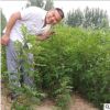什么季節種植花椒苗成活率高農戶直銷量大協助找車大紅花椒苗價格