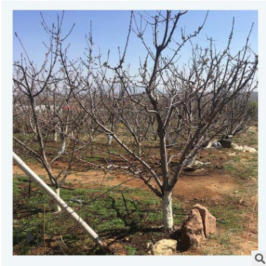 農戶直銷7公分8公分9公分占地桃樹根系完整樹形好嫁接占地桃樹