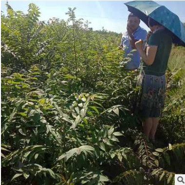 香椿苗出圃時應注意哪些問題 大棚種植紅油香椿苗 露天種菜香椿苗