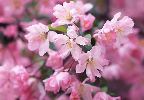 櫻花1圖片\櫻花