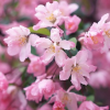 櫻花1圖片\櫻花