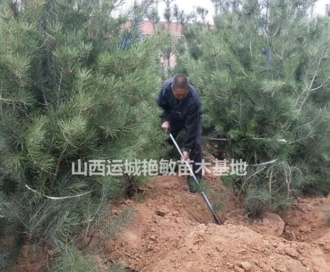 山西省運城市艷敏苗圃白皮松