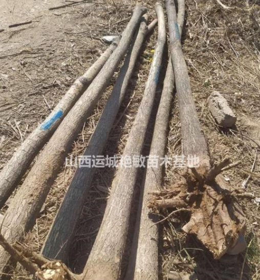 山西艷敏苗圃國槐