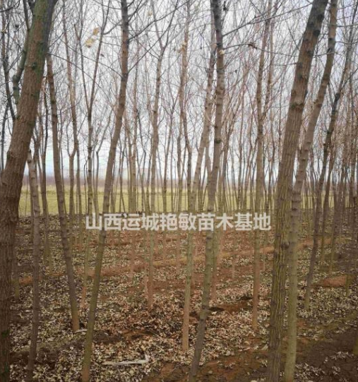 山西省運城市絳縣艷敏苗圃供應大小五角楓