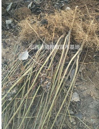 山西省運城市艷敏苗圃花椒苗