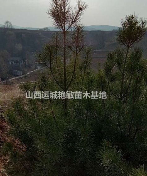 山西省運城市絳縣白皮松供應大小規格低價出售