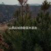 山西省運城市絳縣白皮松供應大小規格低價出售