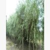 青皮垂柳批發(fā) 大量出售 青皮垂柳 各種規(guī)格 各種品種