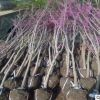 紫荊 紫荊苗 基地直供 綠化樹木 大量批發