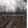 基地直銷移栽叢生樸樹規格齊全黑色粘土高成活率