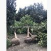 香泡香柚樹形統一規格齊全黑色粘土高成活率苗木