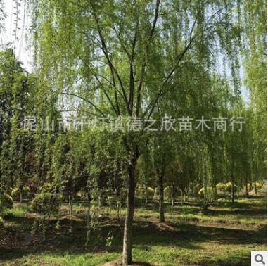 專業(yè)供應(yīng)濕地綠化垂柳 青皮垂柳 金絲垂柳 垂柳樹苗
