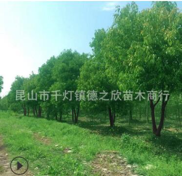 批發(fā)供應(yīng)多桿叢生香樟 綠化叢生香樟 常綠喬木叢生香樟