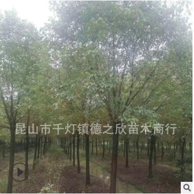 精品推薦 香樟 綠化香樟樹苗 香樟樹苗