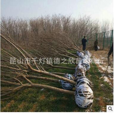 道路綠化櫻花樹苗