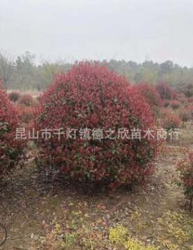 紅葉石楠球規(guī)格齊全樹形統(tǒng)一黑色粘土高成活率