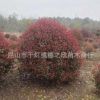 紅葉石楠球規格齊全樹形統一黑色粘土高成活率