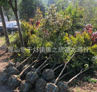 現(xiàn)貨直銷紅楓苗 行道風(fēng)景紅楓 嫁接紅楓苗 庭院綠化紅楓