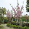 大量批發櫻花苗 櫻花工程苗 櫻花成品苗 櫻花小苗價格 農戶直銷