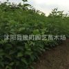 綠化苗木批發 紅瑞木 紅馬球 叢生紅瑞木苗 工程綠化 規格齊全
