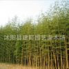 基地批發竹子苗紫竹苗 大青竹苗 金鑲玉竹苗等 規格全 數量多