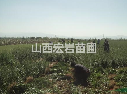 山西連翹苗，藥用連翹苗，連翹