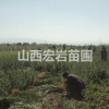 山西連翹苗，藥用連翹苗，連翹