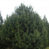 側柏，白皮松，油松，雪松，儈柏，華山松，云杉