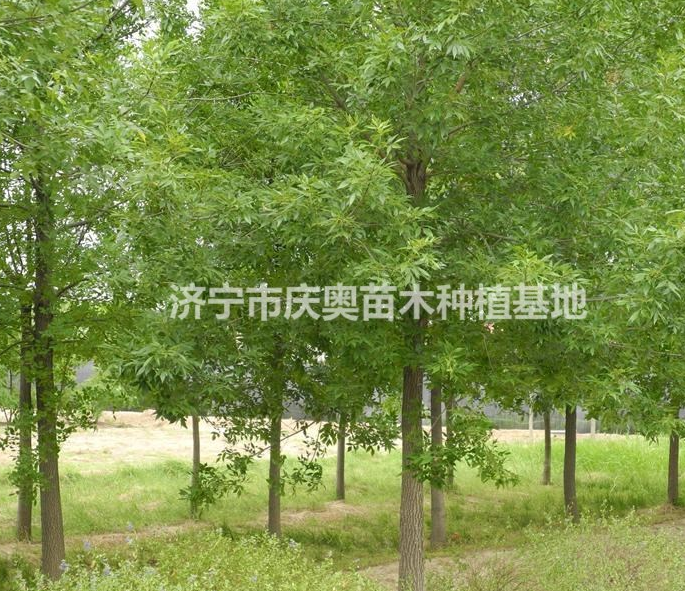 黃金槐價(jià)格