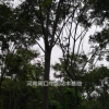 欒樹苗圃直供