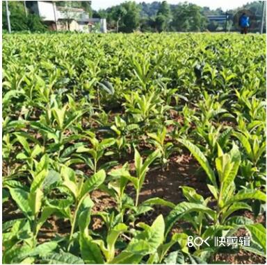 早春枇杷新鮮水果枇杷苗 各種規格齊全果樹苗 庭院種植枇杷大樹苗