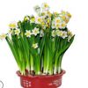 冬季耐寒盆栽水培花卉水仙花種球水仙花種子大球帶盆套餐水養植物
