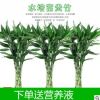 水培富貴竹辦公室盆栽綠植盆景水生植物水養轉運竹觀音竹凈化空氣