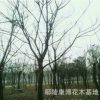 河南欒樹基地,特價批發黃山欒,欒樹價格，各種園林綠化苗木花卉