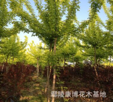 金葉復(fù)葉槭大量批發(fā)