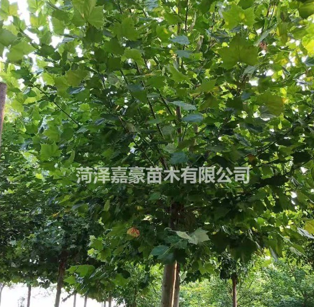 法桐價(jià)格