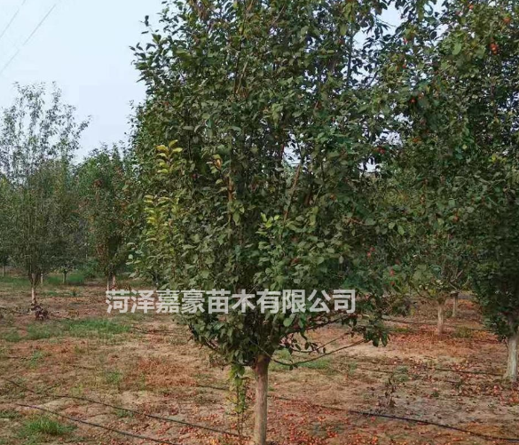北美海棠價(jià)格怎么樣