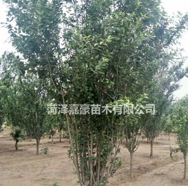 西府海棠工程報(bào)價(jià)多少錢