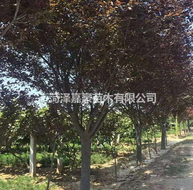 基地出售紫葉李價(jià)格多少錢