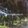 基地出售紫葉李價格多少錢