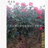 樹狀月季 各種規(guī)格 基地大量直銷 藤本月季
