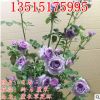 庭院植物盆栽藤本月季歐月大苗 薰衣草花環(huán)玫瑰花苗藤本爬藤月季