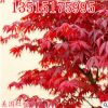 批發(fā)高檔花卉盆景美國(guó)紅楓正宗日本紅楓嫁接樹(shù)苗觀葉植物庭院綠化